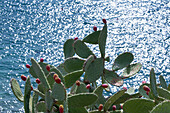 Opuntia cactus and Adriatic Sea, Nafplio, Nauplia, Peloponnese, Greece