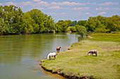Horses grazing near the river Meuse near Mont-devant-Sassey, Vallée de Meuse, Dept. Meuse, Region Lothringen, France, Europe