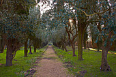 Olive grove at l'Abbaye de Fontfroide, Corbières, Dept. Aude, Languedoc-Roussillon, France, Europe