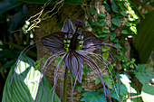 Bat Lily in the tropical gardens in Bevis Bawas Brief Garden near Bentota, South West coast, Sri Lanka