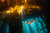 Kelp Bass in Kelp Forest, Paralabrax clathratus, San Benito Island, Mexico