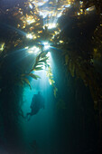 Scuba Diving in Kelp Forest, Macrocystis pyrifera, San Benito Island, Mexico