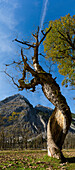 Tree with twisted trunk, Grosser Ahornboden with the Karwendel mountain in the background, Tyrol, Austria
