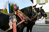 Two adorned horses, Procession to honour St. Leonard, Benediktbeuern, Bad Toelz, Wolfratshausen, Upper Bavaria, Bavaria, Germany