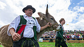 Ox racing in Muensing, Lake Starnberg, Bad Toelz, Wolfratshausen, Upper Bavaria, Bavaria, Germany