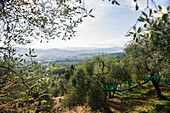 Olive trees near Castelnuovo Magra, province of La Spezia, Liguria, Italy