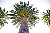 Palm trees at beach, Finale Ligure, Province of Savona, Liguria, Italy