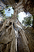 Man rock climbing, Finale Ligure, Province of Savona, Liguria, Italy