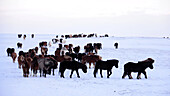 Islandpferde am Goldenen Zirkel, Island im Winter, Island