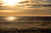 Seevögel im Meer an der Ringstraße, Küste unter dem Porsmörk, Südisland im Winter, Island