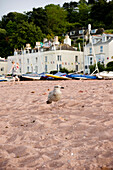 Gull at beach, Shaldon, Teignmouth, Devon, South West England, England, Great Britain