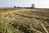 Harvested field, Narew National Park, Podlaskie Voivodeship, Poland