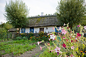 House with garden, Siolo Budy, Bialowieza National Park, Podlaskie Voivodeship, Poland