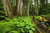 Two mountain bikers ride a trail through old growth cedars and a lush, green forest Idaho, USA