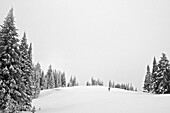 A man ski-tours through a field surrounded by trees in the Eastern Idaho backcountry Idaho, USA