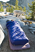 A woman asleep in her sleeping bag as a mountain goat meanders past, Leavenworth, Washington Leavenworth, Washington, USA