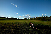 Man and woman laughing and laying in a grass field in nice light Shelburne / Burlington, Vermont, USA