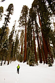 A female hiker snowshoes through Sequoia National Park, California Sequoia, California, United States of America