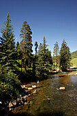 A fisherman goes flyfishing at a river surrounded by pine trees Vail, CO, USA