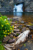 Running Eagle Falls with wildflowers in the foreground in Glacier Naional Park, Montana Glacier National Park, Montana, USA