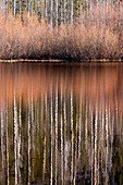 Aspen trees and bushes reflecting in a pond near Lake Tahoe in Nevada, Lake Tahoe, NV, USA