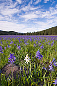 A single white Camas Lily flower in a field of purple flowers at Sagehen Meadows near Truckee in California, Sagehen Meadow, CA, USA
