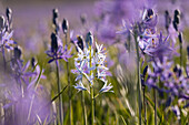 A closeup photo of a single white Camas Lily in a field of purple Camas Lilys in Sagehen Meadow near Truckee in California, Sagehen Meadow, CA, USA