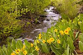 A mountain stream in the Sierras of California flowing past yellow Mules Ears flowers in the spring, sierra mountains, CA, USA