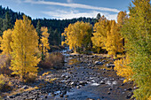 Fall yellow Cottonwood trees along the Truckee River in California, Truckee, ca, usa
