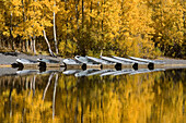 A row of fishing boats and autumn aspens trees reflecting in Silver Lake in the Sierra mountains of California, Sierra Mountains, CA, usa