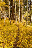 A path or hiking trail covered with yellow autumn aspen leaves in the Sierra mountains of California, sierra mountains, ca, usa