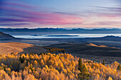 Yellow autumn aspens and Mono Lake and the sunrise in California, ca, usa