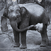 A chained, baby elephant throws dirt on itself in Chitwan, Nepal Chitwan National Park, Nepal