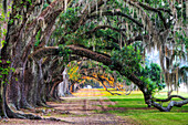 Branches from old live oak trees create a natural pathway on a plantation in Yemassee, SC Yemassee, South Carolina, USA
