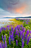 A field of Lupine wildflowers on the north shore of Lake Tahoe at sunset, California Lake Tahoe, California, USA