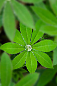 Water drops on lupines, Lake Tahoe, CA, usa