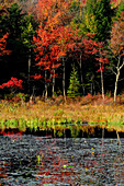 Pennsylvania fall colors, PA, USA