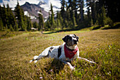 A dog rests after hiking to Jefferson Park in the North Oregon Cascades in September, 2010. Mt. Jefferson is pictured in the background Oregon, USA
