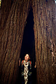 A young woman looks out from a towering coast redwood (Sequoia sempervirens) at Prairie Creek Redwoods State Park in Humboldt County, California, California, USA