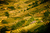 Rice paddies and mountains in mist and clouds.  Sapa, Vietnam, Asia Sapa, Vietnam