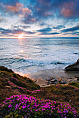 A beautiful sunset with wildflowers in the foreground overlooking the Pacific Ocean in La Jolla, CA La Jolla, California, USA