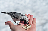 A woman feeds a Mountain Chickadee in Lake Tahoe, Nevada Incline Village, Nevada, USA