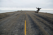 A man jumps in the air at the end of the road and the start of the Bonneville Salt Flats, Utah West Wendover, Utah, USA