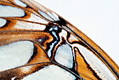 The detail of a butterfly wing is pictured in Lake Tahoe, Nevada Incline Village, Nevada, USA