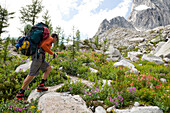 Man hiking up flowery trail, Bugaboo Provincial Park, Radium, British Columbia, Canada Radium, British Columbia, Canada