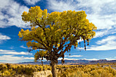 The famous shoe tree on Highway 50, The Loneliest Road in America, in brilliant fall color Highway 50, The Loneliest Road i, Nevada, USA