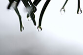 Water drips down pine needles in Incline Village, Nevada Incline Village, Nevada, USA
