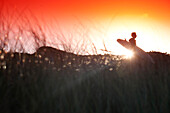 A surfer silhouetted against the rising sun, on King Island, in Tasmania, Australia King Island, Tasmania, Australia