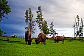 Buffalo graze in a field at dusk in Yellowstone National Park, Wyoming Yellowstone National Park, Wyoming, USA