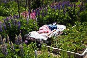 A retired woman takes a nap surrounded by flowers in a organic garden in Idaho Sandpoint, Idaho, USA